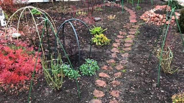 Сербские розы - НОВОСТИ. Неудачные укрытия для роз. Ответы на комментарии. Удобрения и многое друго смотреть онлайн