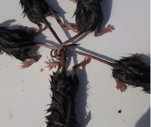 На Ставрополье мышата завязались в «королевский» узел. Что говорят ученые?