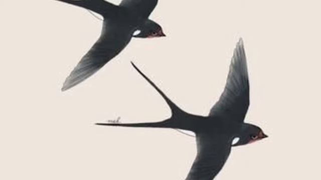 Aesop 92 "The Spendthrift & the Swallow" смотреть онлайн