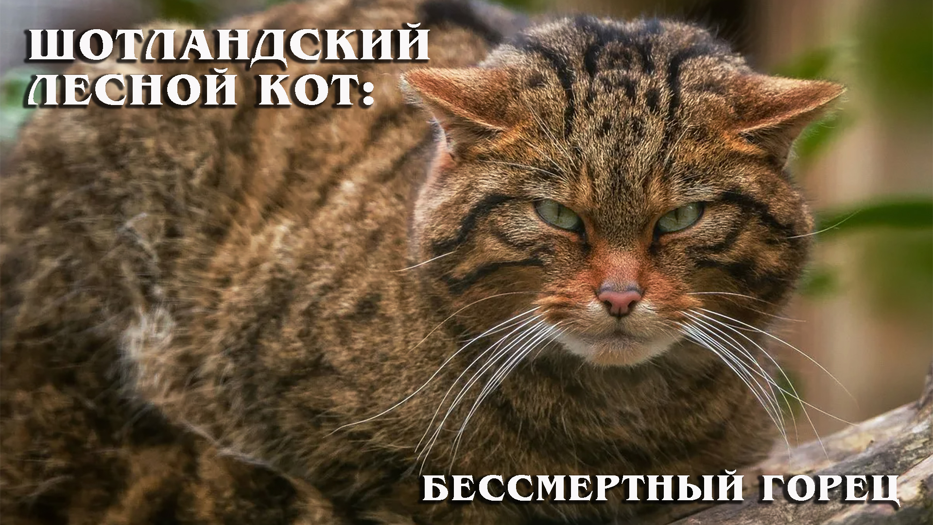 Wildcat. Европейский Лесной кот камышовый. Шотландская Дикая Лесная кошка. Дальневосточный Лесной кот (Prionailurus bengalensis euptilurus). Европейская Дикая Лесная кошка короткошёрстная.