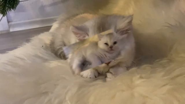 ? ЖИЗНЬ НА ЕЛКЕ?БЕЛОГО КОТЕНКА?ЗОЛОТАЯ ШИНШИЛЛА?GOLDEN KITTENS?