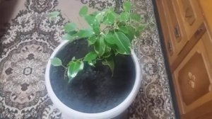 ФИКУС КИНКИ