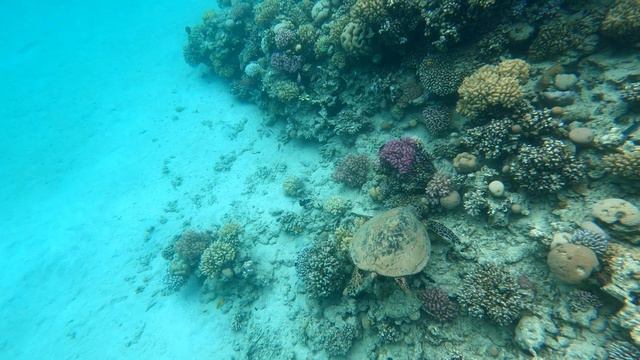 Морская черепаха в отеле Fort Arabesque Resort, Spa & Villas. Июнь 2023 смотреть онлайн