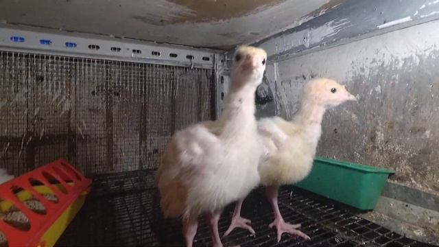 Индюшата Хайбрид Конвертер Зимой. 13 дней