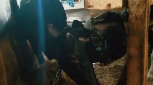 ОТЕЛ КОРОВЫ МАРТЫ// МЫ ЕЕ ЕЛЕ ПОЙМАЛИ!// первое кормление теленка