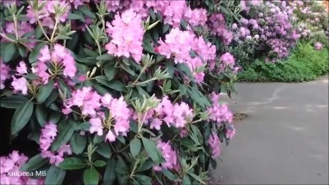 Рододендроны смотреть онлайн