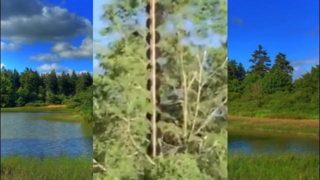 Расчистка просеки ЛЭП вертолетом?
