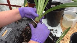 Детки у гиппеаструма. Отделяю и рассаживаю по горшкам