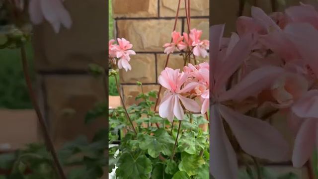 Цветение пеларгонии Honeywood Suzanne смотреть онлайн