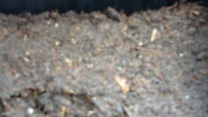 Астильба из семян. Первые всходы.