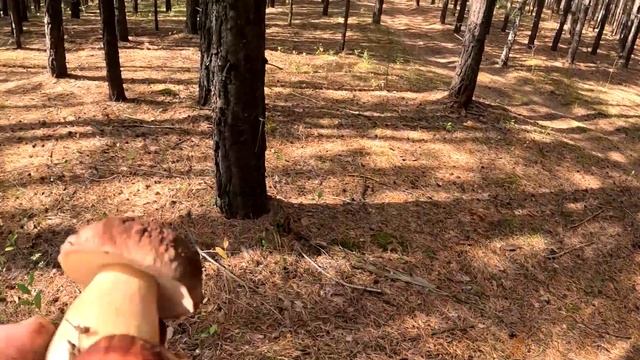 в БОР за грибами.МЕЧТА ВСЕХ ГРИБНИКОВ.Сбор БЕЛЫХ боровиков! #белыегрибы #боровики#тихаяохота