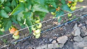 Пинк мани розовый томат весна 2019 год