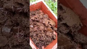 Разведение червя из коконов Старатель Ч.6