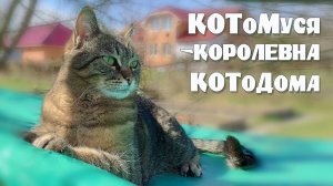 Будни самОизоляции:  КОТоМуся - королевна КОТоДома  :-)