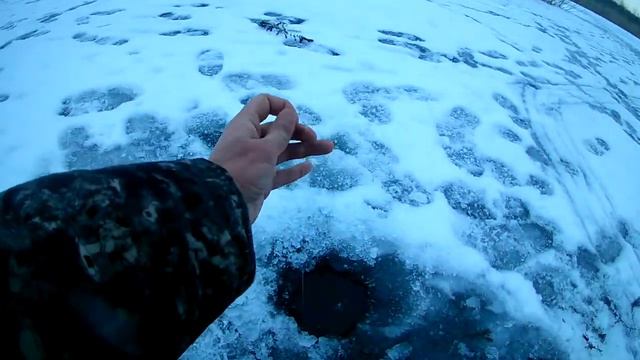 Замена живца сыграло роль Щука на жерлицы Рыбалка в поисках зубастой смотреть онлайн