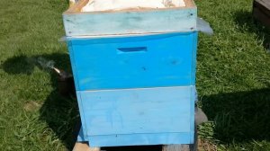 деление пчелосемей в многокорпусном улье / укладываю разделительные решетки