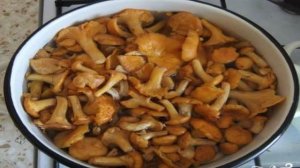 Лисички маринованные