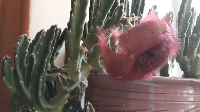 Кактус или суккулент? смотреть онлайн