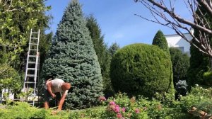 #стрижкаели Стрижка голубой ели.