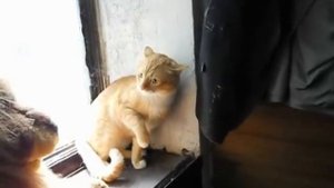 Кот и игрушечный Лев