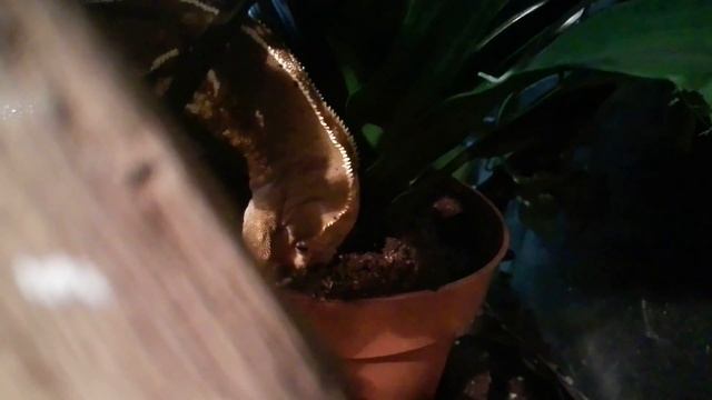 Самка реснитчатого бананоеда готовится к кладке-копает землю смотреть онлайн