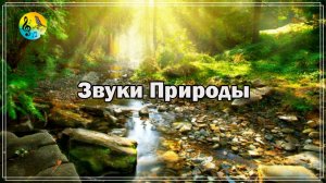 Звуки Природы Для Расслабления ? Засыпайте под нежные звуки маленькой горной речки ? Relax