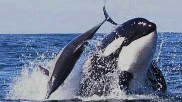 Сириус о китах и дельфинах на планете Земля смотреть онлайн