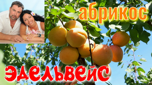 Абрикос ЭДЕЛЬВЕЙС. 1 Серия. Десертный, Классный Сорт АБРИКОСА, очень ВКУСНЫЙ Абрикос!