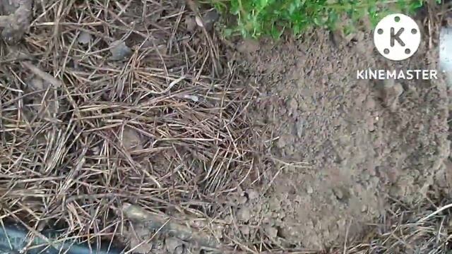 Чебреці, деревій, гвоздика||Осіння пересадка||Поділ||Різновиди чебрецю||Укріплення схилу рослинами смотреть онлайн