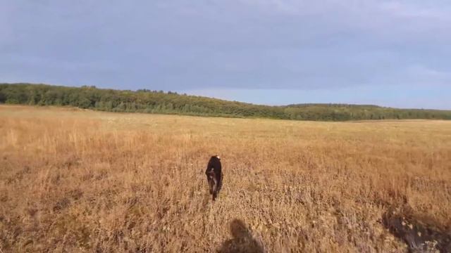 BALDUR vom HEXENWEG перепел смотреть онлайн