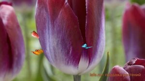 Тюльпан обыкновенный Канзас Прауд (tyulpan) ? обзор: как сажать, луковицы тюльпаны Канзас Прауд