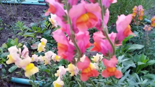 Антирринум смотреть онлайн