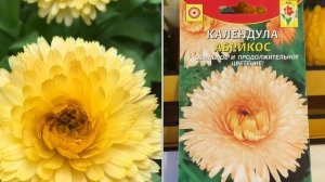 Сорта КАЛЕНДУЛЫ на моей даче / Календула Абрикос, Золотые шары