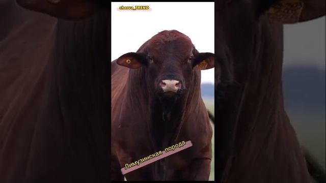 Лимузинская порода!!! ???