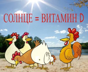 Нет навесам над выгулами. Солнечные ванны для кур. Витамин D