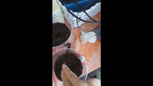 КАК ВЫРАСТИТЬ РАССАДУ БАКЛАЖАН.БЕЗ ПИКИРОВКИ.ПОСЕВ РАССАДЫ.