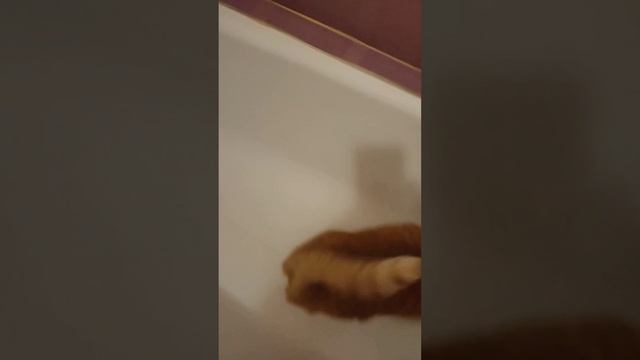 Рыжий кот Феликс полюбил ванную в последнее время.