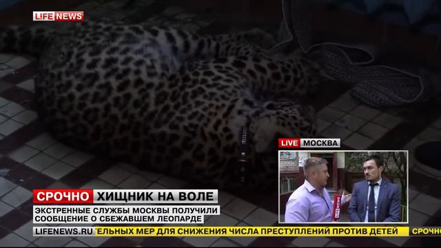 Леопард сбежал в Москве. Прямое включение 1 смотреть онлайн
