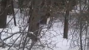 Охота на кабана с лайками.