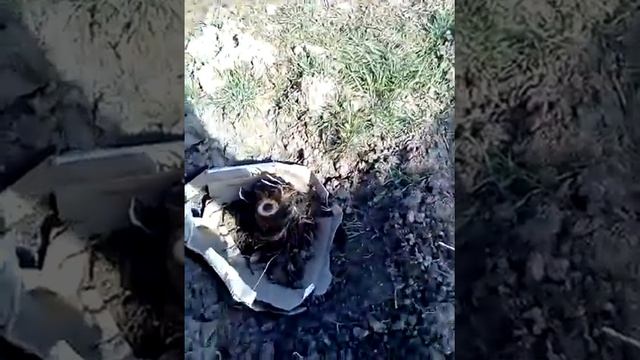 как посадить куст банан смотреть онлайн