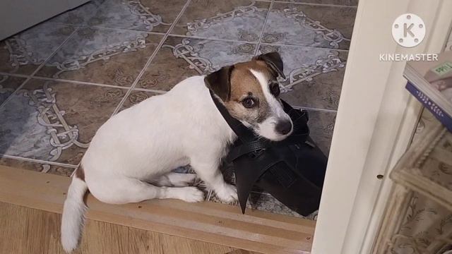 Выученная беспомощность
