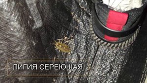 ОСТРОВ ПУТЯТИН №2 | ТРИП ВЫХОДНОГО ДНЯ