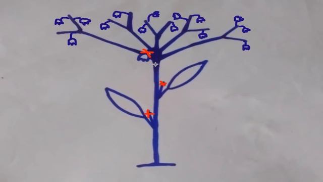 Как формировать баклажаны (секрет большого урожая,как получить плоды - 900-1000гр) смотреть онлайн