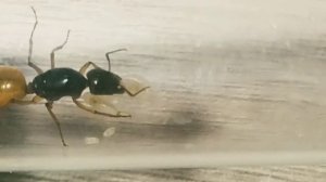 Кампонотус Туркестанус (Camponotus turkestanus). Экзотический вид муравьев. Муравьи дома.