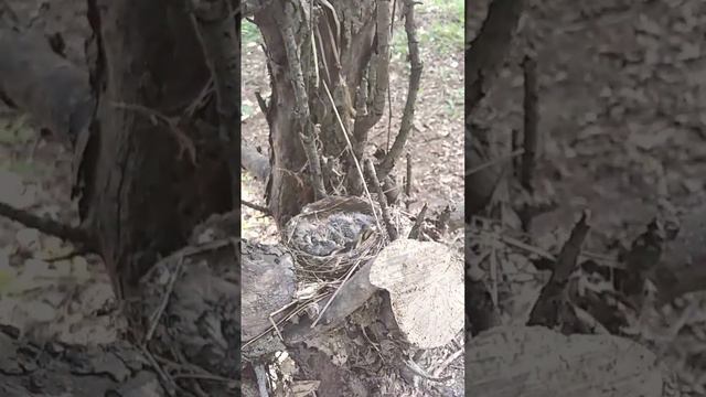 Camouflaged baby birds.