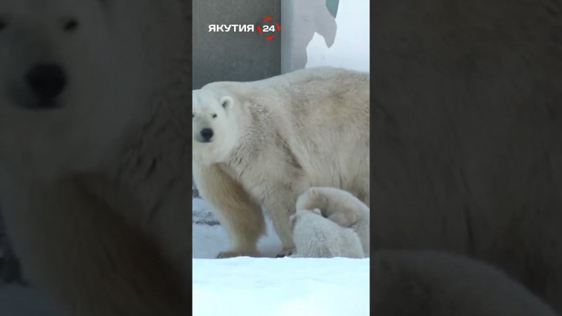 Медвежата-близнецы осмелели и осваивают вольер/The twin bear cubs mastering the enclosure