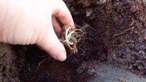 Флоксы многолетние- посадка весной.