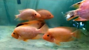 Цитроновая цихлазома (Amphilophus labiatus)