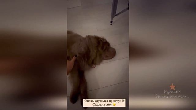 Собаке Ольги Орловой не очень хорошо!