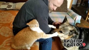 Кошка и собака борются за внимание хозяина. Видели видео? Фрагмент выпуска от 24.05.2020